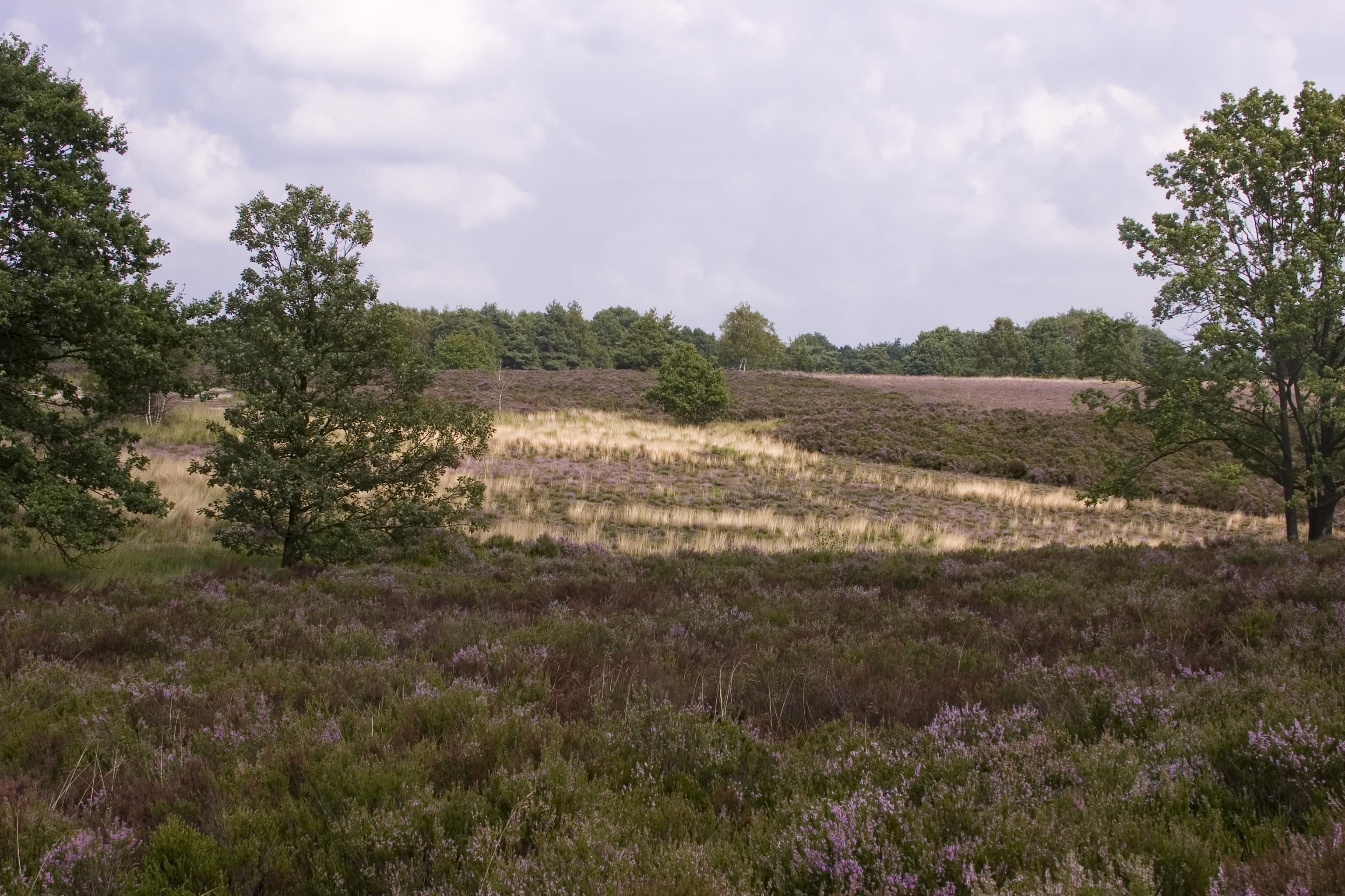 Vue sur le parc national de la Haute Kempen