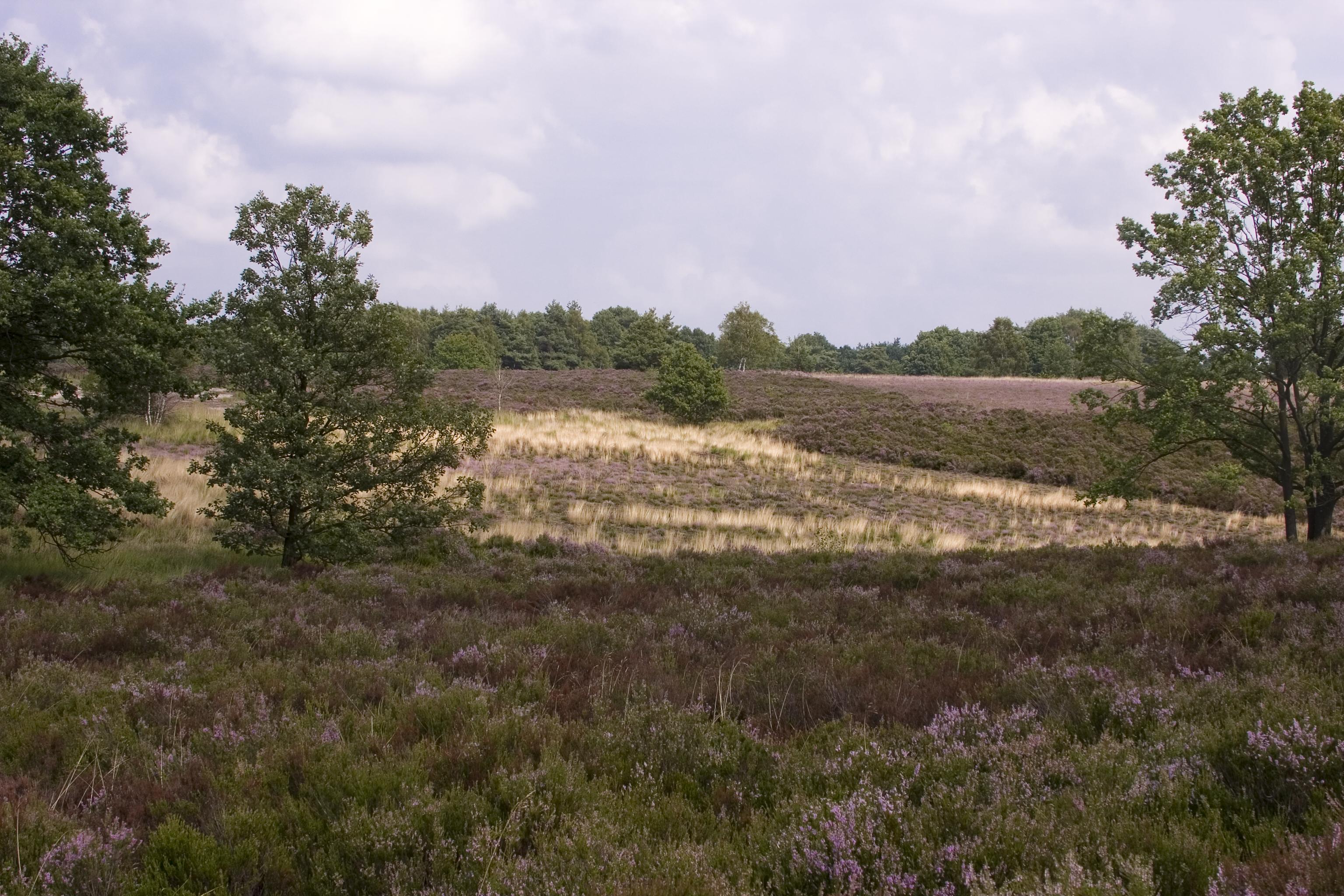 National Park Hoge Kempen - (c) Regionaal Landschap Kempen en Maasland vzw