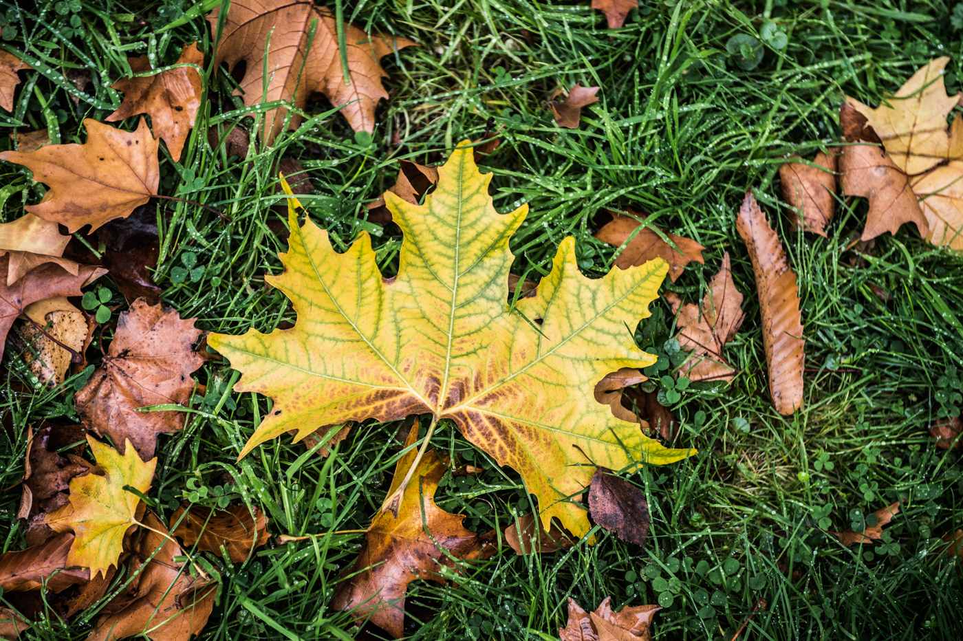 autumn