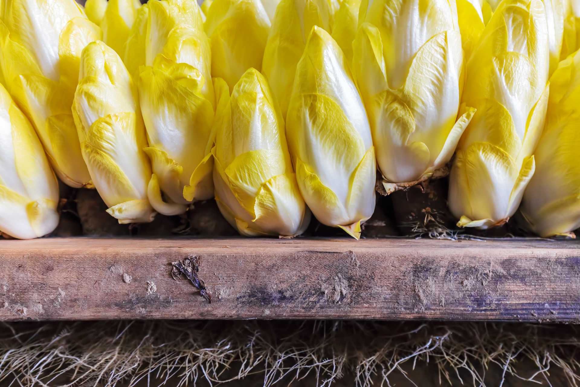 L'endive est un légume polyvalent et populaire en Flandre et bien au-delà.