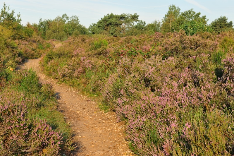 Wandelpad op Mechelse Heide