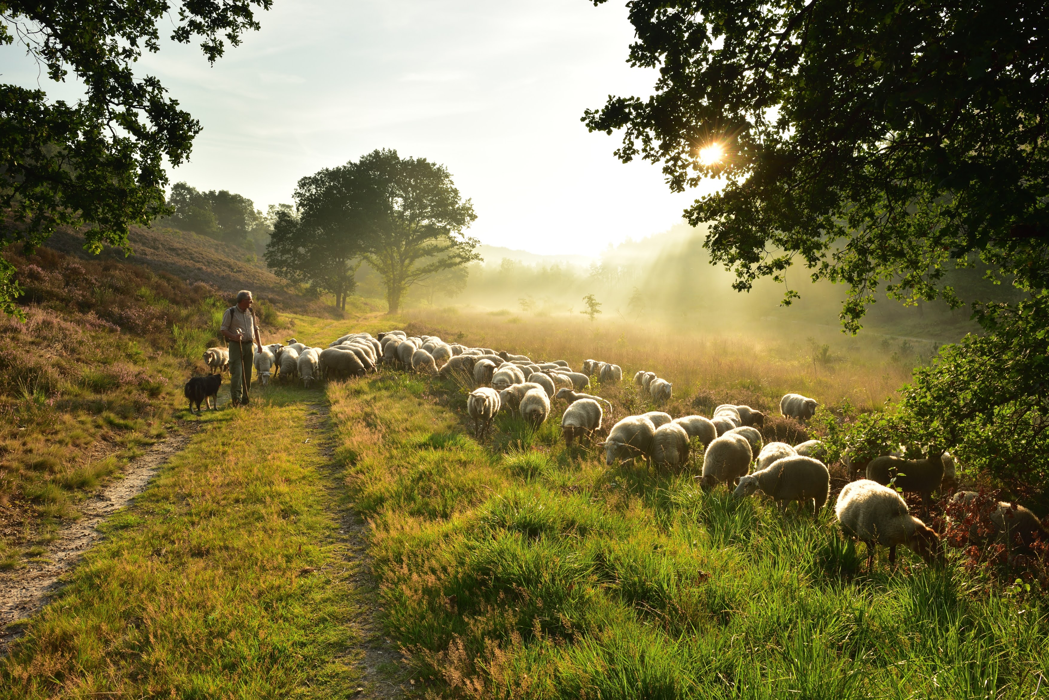 Sheep - Yves Adams